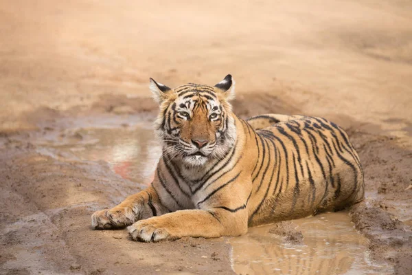 Tigre Indiano Deitado Parque Nacional Bandhavgarh — Fotografia de Stock