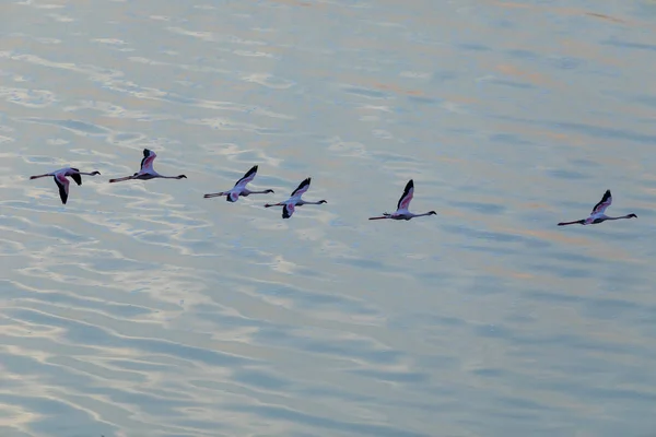 Flamingolar Suyun Üstünde Uçuyor Yaban Hayatı Resim — Stok fotoğraf