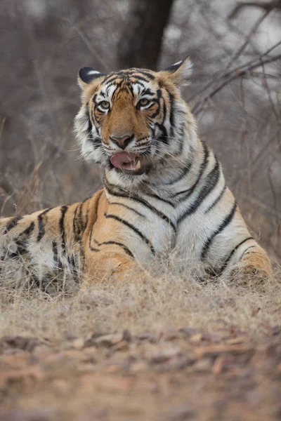 Tigre Indiano Habitat Natural Uma Excelente Ilustração Luz Suave — Fotografia de Stock