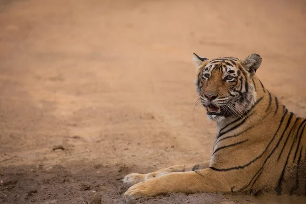 Ινδική Τίγρη Στο Εθνικό Πάρκο Bandhavgarh — Φωτογραφία Αρχείου