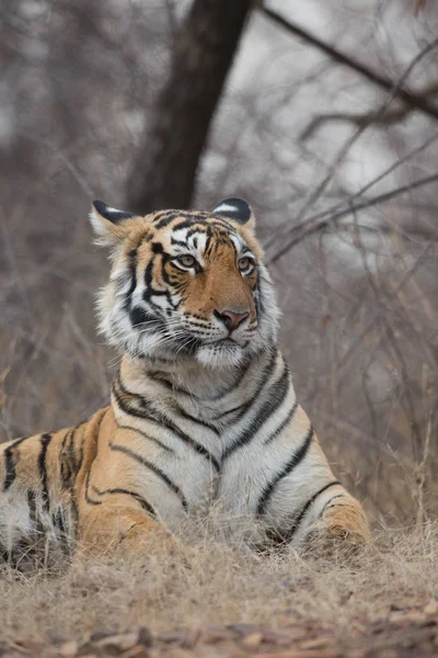 Tigre Indio Hábitat Natural Una Excelente Ilustración Luz Suave —  Fotos de Stock
