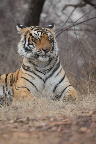 Tigre Indio Hábitat Natural Una Excelente Ilustración Luz Suave — Foto de Stock