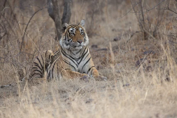 Tigre Indien Couché Dans Parc National Bandhavgarh — Photo