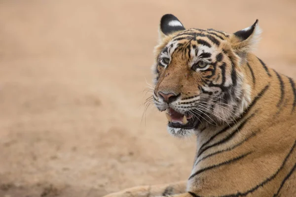 Indischer Tiger Liegt Natürlichem Lebensraum Ist Eine Hervorragende Illustration Weichen — Stockfoto