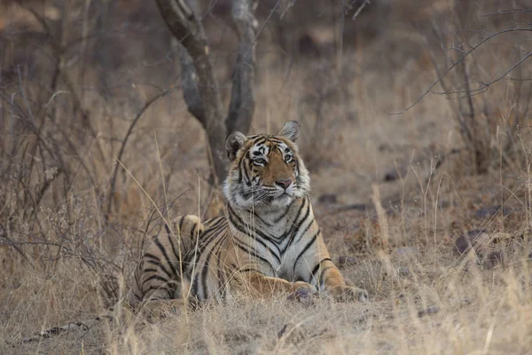 Tigre Indio Acostado Parque Nacional Bandhavgarh —  Fotos de Stock