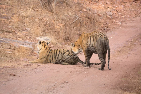 Indian Tigers Bandhavgarh National Park Africa — Stock Photo, Image