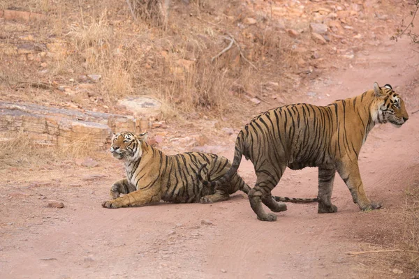 Indianertigere Bandhavgarh Nasjonalpark Afrika – stockfoto