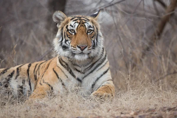 Indian Tiger Natural Habitat Excellent Illustration Soft Light — Stock Photo, Image