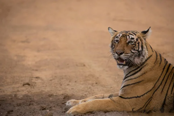 Tigre Indio Parque Nacional Bandhavgarh — Foto de Stock