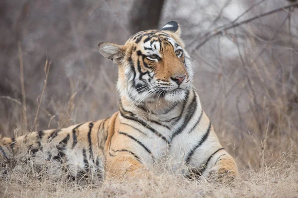 Indischer Tiger Natürlichem Lebensraum Ist Eine Hervorragende Illustration Weichen Licht — Stockfoto