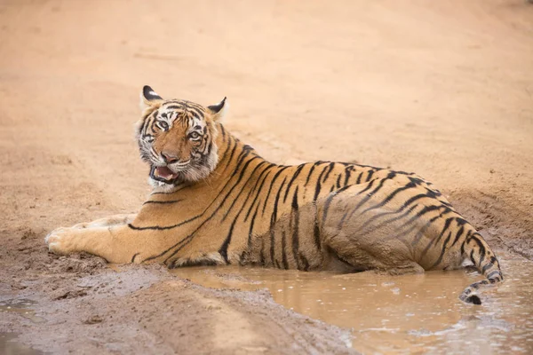Indyjski Tygrys Leżący Parku Narodowym Bandhavgarh — Zdjęcie stockowe