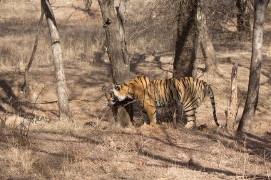  Hint kaplan Bandhavgarh Milli Parkı'nda 