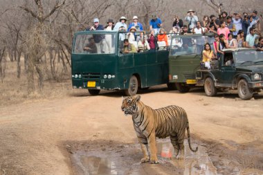 Hindistan - Mart 2016: Bir turist bir kaplan resimlerini ateş ediyorlar. Nasıl insanlar vahşi hayvanlarla iletişim kurabileceğimiz gösteren mükemmel bir görüntü.