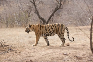  Hint kaplan Bandhavgarh Milli parkta yürüyüş 