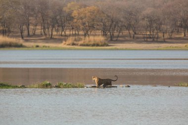  Su Bandhavgarh Milli Parkı'nda Hint kaplan 