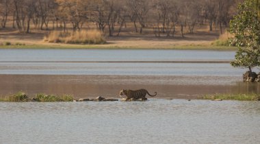  Su Bandhavgarh Milli Parkı'nda Hint kaplan 