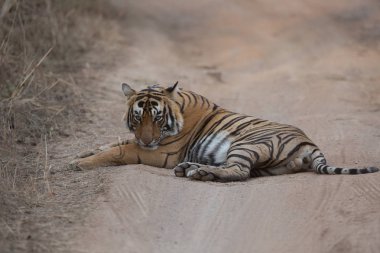  Hint kaplan yol Bandhavgarh Milli Parkı'nda yatan 