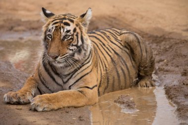  Bandhavgarh Milli Parkı içinde yalan Hint kaplan 