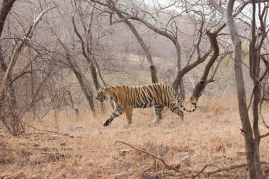  Hint kaplan Bandhavgarh Milli parkta yürüyüş 