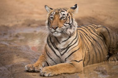  Bandhavgarh Milli Parkı içinde yalan Hint kaplan 