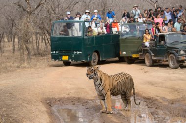 Hindistan - Mart 2016: Bir turist bir kaplan resimlerini ateş ediyorlar. Nasıl insanlar vahşi hayvanlarla iletişim kurabileceğimiz gösteren mükemmel bir görüntü.