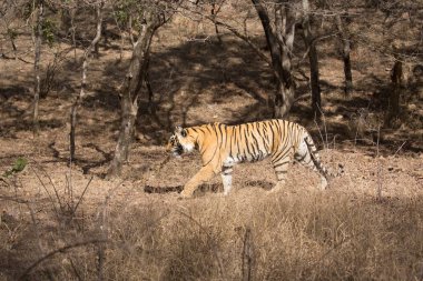  Hint kaplan Bandhavgarh Milli Parkı'nda 