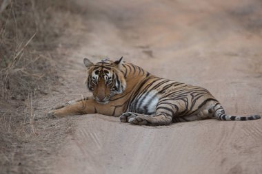  Hint kaplan yol Bandhavgarh Milli Parkı'nda yatan 