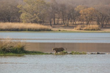  Su Bandhavgarh Milli Parkı'nda Hint kaplan 