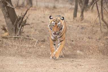  Hint kaplan Bandhavgarh Milli parkta yürüyüş 