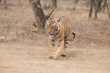  Hint kaplan Bandhavgarh Milli parkta yürüyüş 