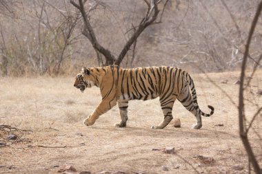  Hint kaplan Bandhavgarh Milli parkta yürüyüş 