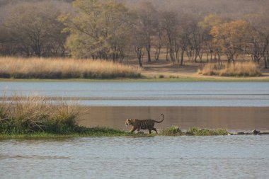  Su Bandhavgarh Milli Parkı'nda Hint kaplan 