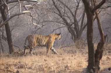  Hint kaplan Bandhavgarh Milli parkta yürüyüş 