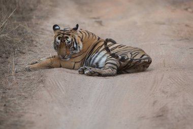 Hint kaplan yol Bandhavgarh Milli Parkı'nda yatan 