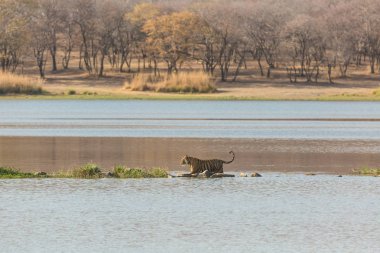 Su Bandhavgarh Milli Parkı'nda Hint kaplan 