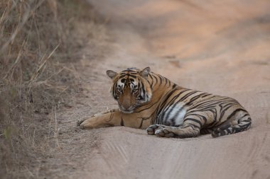  Hint kaplan yol Bandhavgarh Milli Parkı'nda yatan 