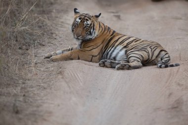  Hint kaplan yol Bandhavgarh Milli Parkı'nda yatan 