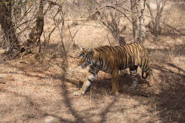  Hint kaplan Bandhavgarh Milli Parkı'nda 
