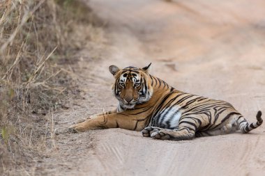 Hint kaplan yol Bandhavgarh Milli Parkı'nda yatan 