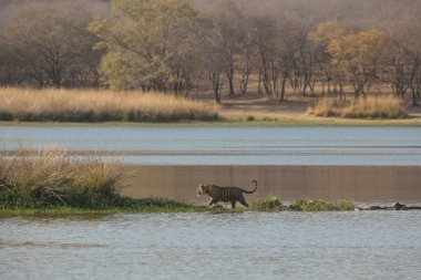  Su Bandhavgarh Milli Parkı'nda Hint kaplan 