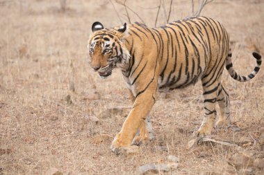  Hint kaplan Bandhavgarh Milli parkta yürüyüş 