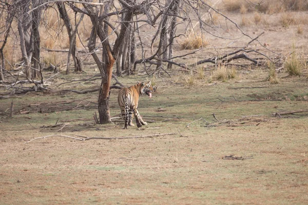 Tigre Indio Caminando Parque Nacional Bandhavgarh — Foto de Stock