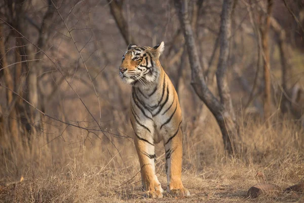 Индийский Тигр Гуляет Национальном Парке Бандхавгарх — стоковое фото