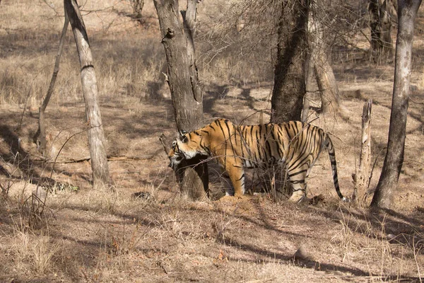 호랑이 Bandhavgarh 공원에서 — 스톡 사진