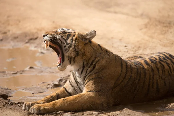 Tigre Indio Acostado Parque Nacional Bandhavgarh —  Fotos de Stock