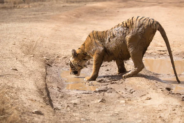 Agua Potable Tigre Indio Parque Nacional Bandhavgarh —  Fotos de Stock