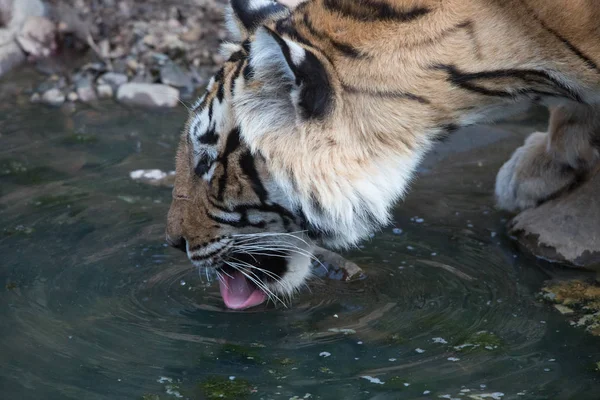 Индийский Тигр Пьет Воду Национальном Парке Бандхавгарх — стоковое фото
