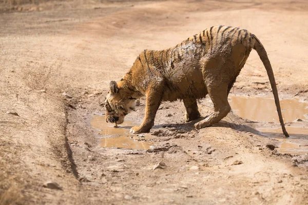 Agua Potable Tigre Indio Parque Nacional Bandhavgarh —  Fotos de Stock