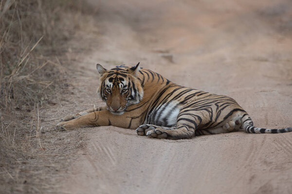  Indian tiger lying on road  in Bandhavgarh National Park 