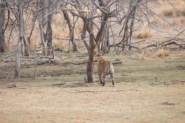 Індійська Тигр Сариськая Національний Парк — стокове фото